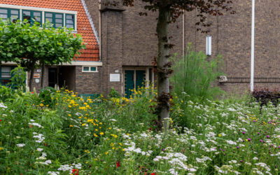 Zomerontmoetingen – woensdagmorgen